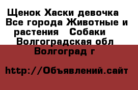 Щенок Хаски девочка - Все города Животные и растения » Собаки   . Волгоградская обл.,Волгоград г.